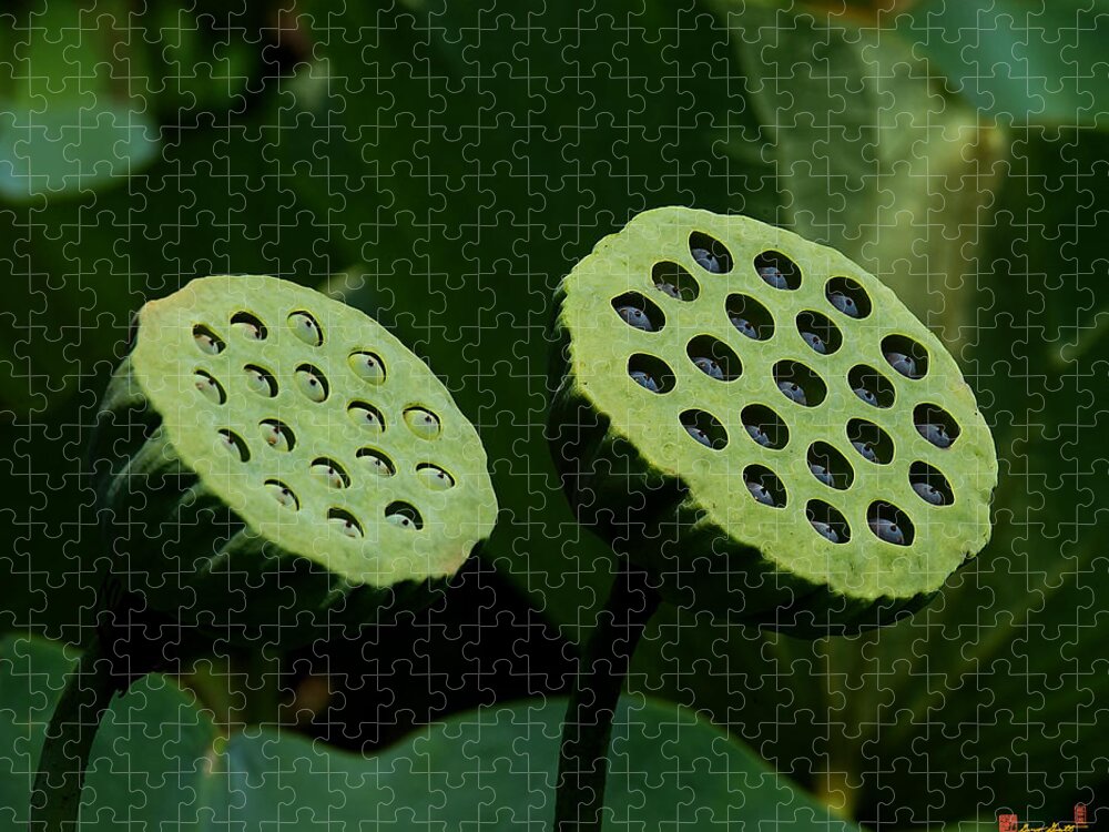 Nature Jigsaw Puzzle featuring the photograph Lotus Capsules-Sun Worshipers DL052 by Gerry Gantt