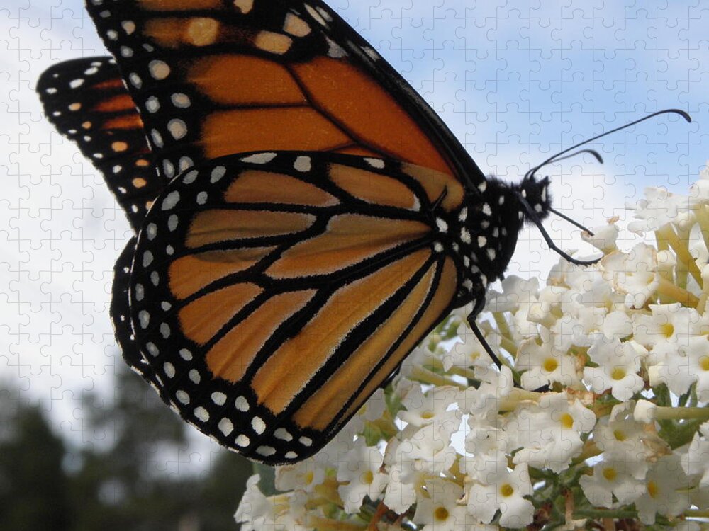 Monarch Jigsaw Puzzle featuring the photograph Loving The Nectar by Kim Galluzzo
