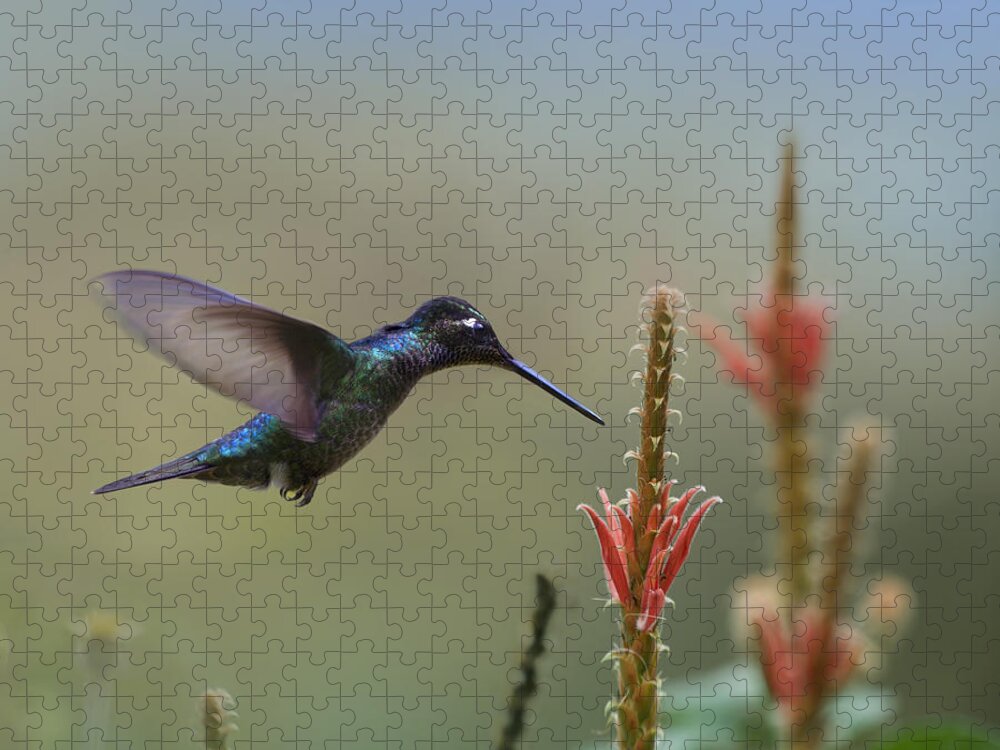 00429539 Jigsaw Puzzle featuring the photograph Magnificent Hummingbird Male Foraging by Tim Fitzharris