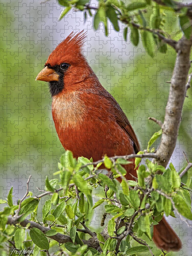Texas Jigsaw Puzzle featuring the photograph Male Northern Cardinal by Fred J Lord