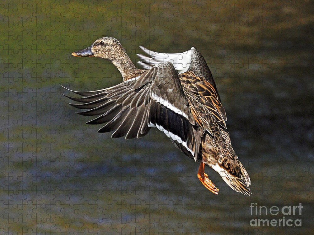 Duck Jigsaw Puzzle featuring the photograph Mallard Landing by Rodney Campbell