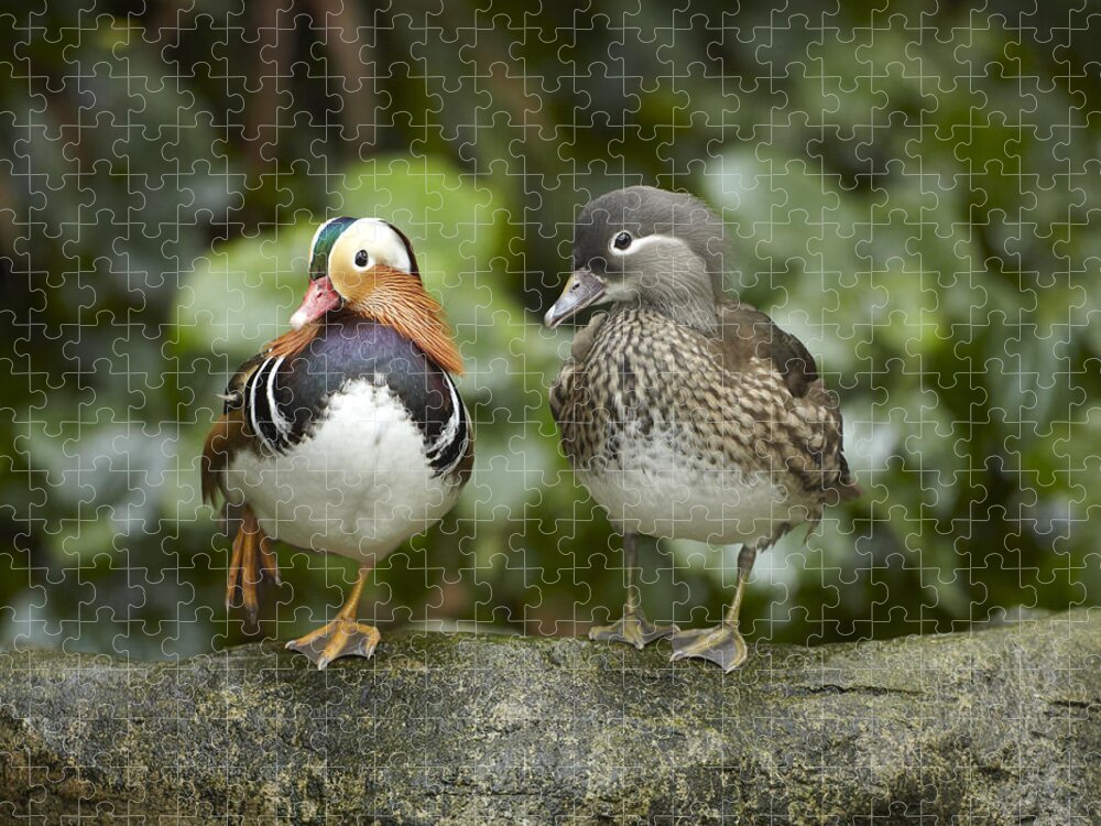 00486940 Jigsaw Puzzle featuring the photograph Mandarin Duck Male And Female Jurong by Tim Fitzharris