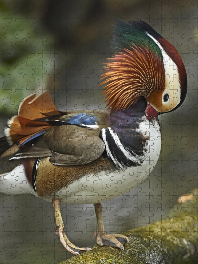 00486937 Jigsaw Puzzle featuring the photograph Mandarin Duck Male Preening Jurong Bird by Tim Fitzharris