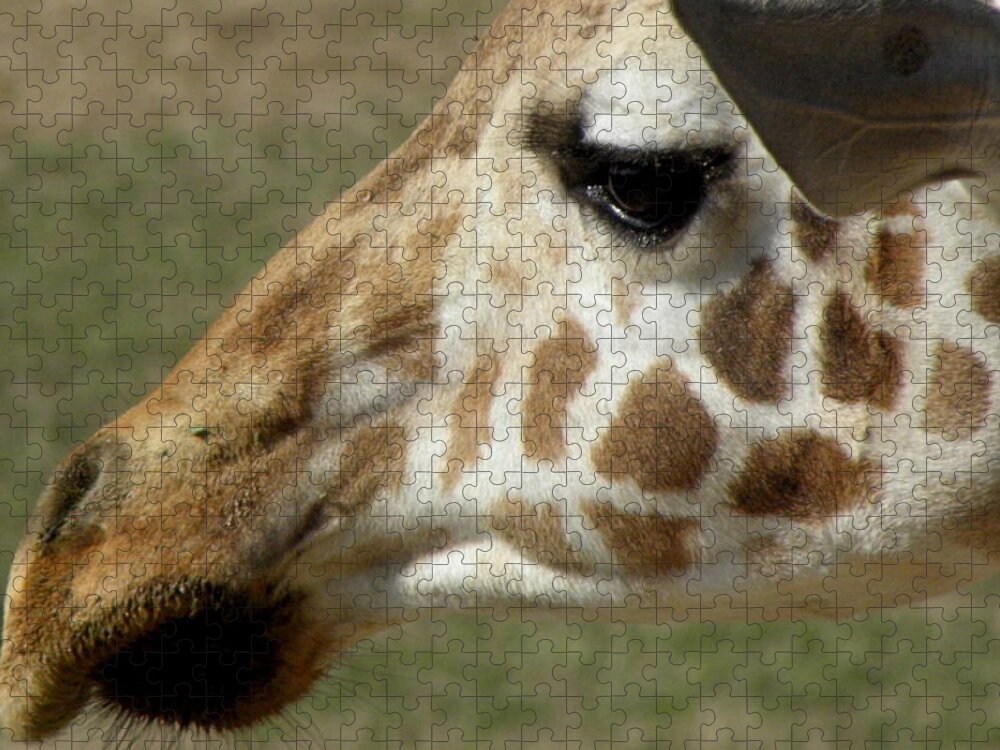 Giraffe Jigsaw Puzzle featuring the photograph Marks Of Beauty by Kim Galluzzo
