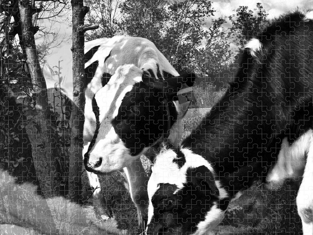 Agriculture Greeting Cards Jigsaw Puzzle featuring the photograph Matilda and Zoey in the Warm Afternoon Sun by Danielle Summa