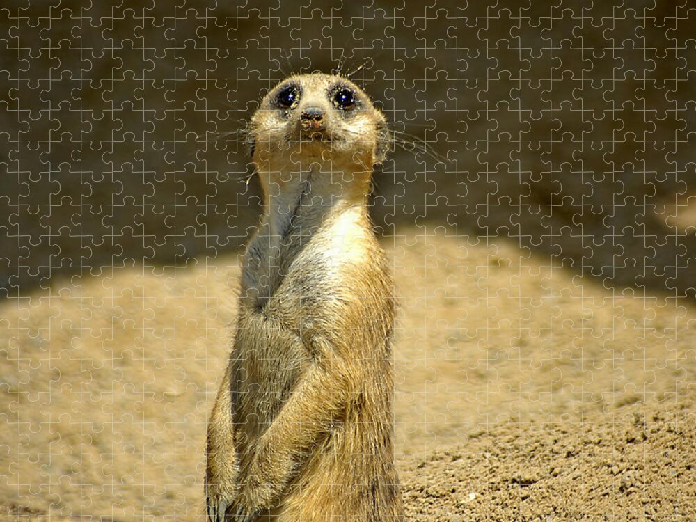 Meerkat Jigsaw Puzzle featuring the photograph Meerkat Sentry by Carolyn Marshall