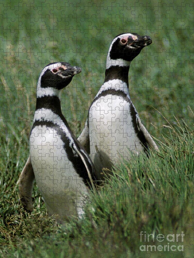 Chile Jigsaw Puzzle featuring the photograph Megellanic Penguin Couple - Patagonia by Craig Lovell