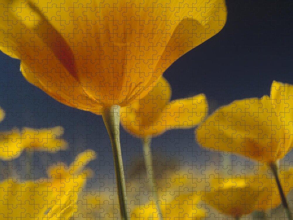 00170928 Jigsaw Puzzle featuring the photograph Mexican Golden Poppy Detail New Mexico by Tim Fitzharris
