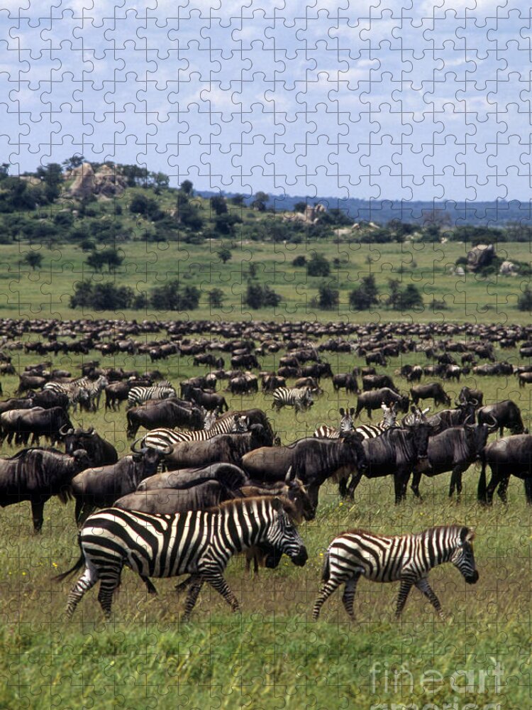 Eco-tourism Jigsaw Puzzle featuring the photograph Migration - Serengeti Plains Tanzania by Craig Lovell