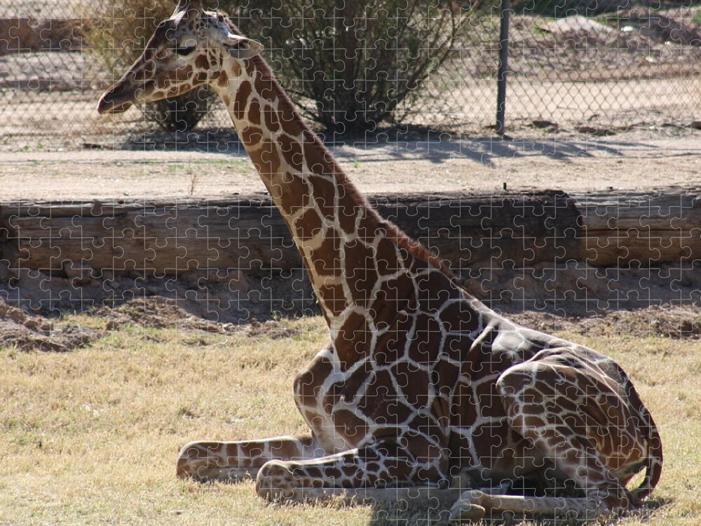 Giraffe Jigsaw Puzzle featuring the photograph Mommy taking a break by Kim Galluzzo