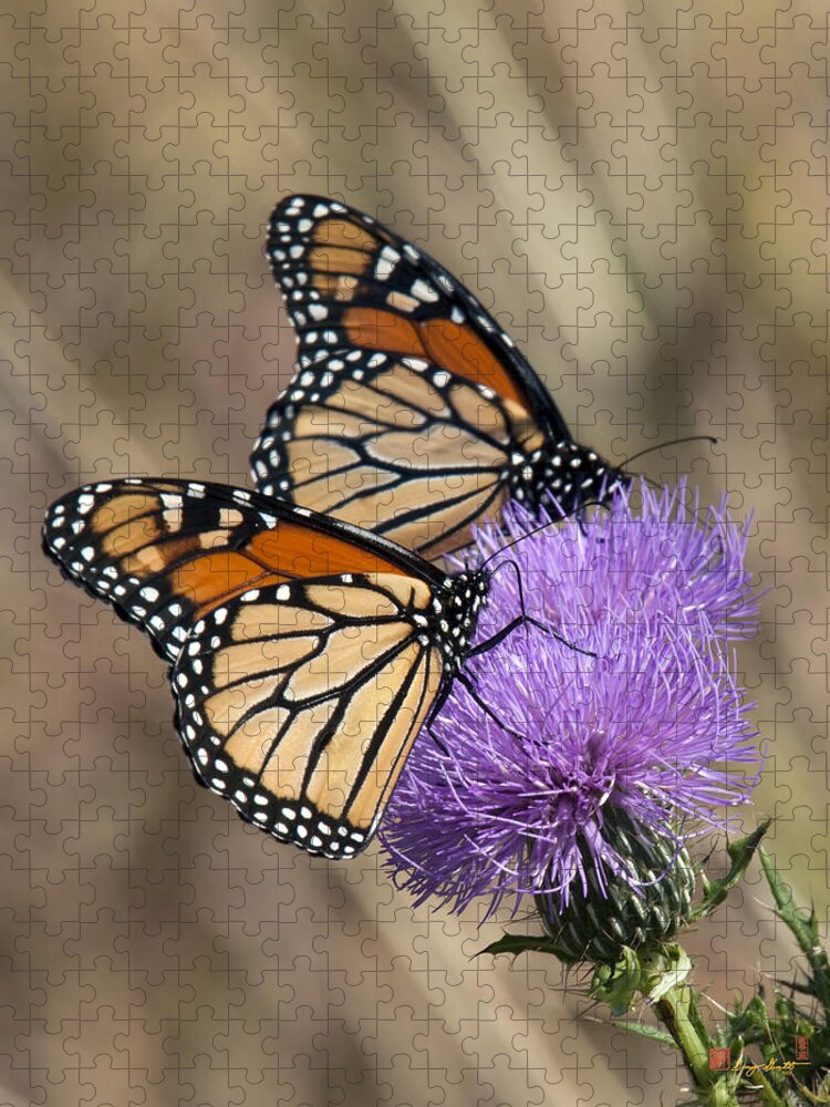 Marsh Jigsaw Puzzle featuring the photograph Monarch Butterflies on Field Thistle DIN162 by Gerry Gantt