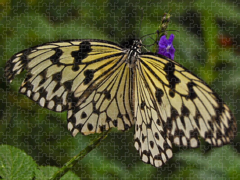 Monarch Jigsaw Puzzle featuring the photograph Monarch Butterfly by Peggie Strachan