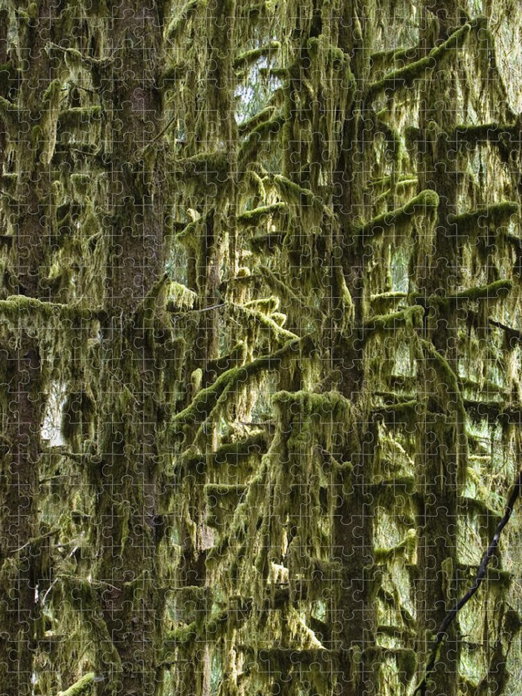Mp Jigsaw Puzzle featuring the photograph Moss Covered Trees, Hoh Rainforest by Konrad Wothe