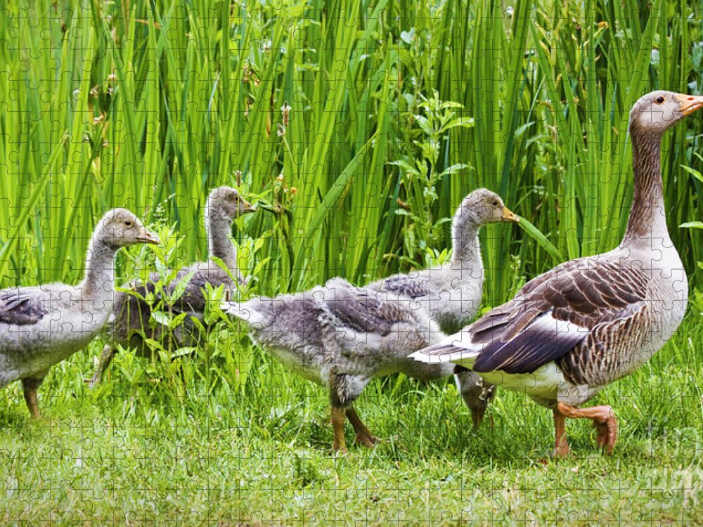 Aloof Jigsaw Puzzle featuring the photograph Mother goose leading goslings by Simon Bratt