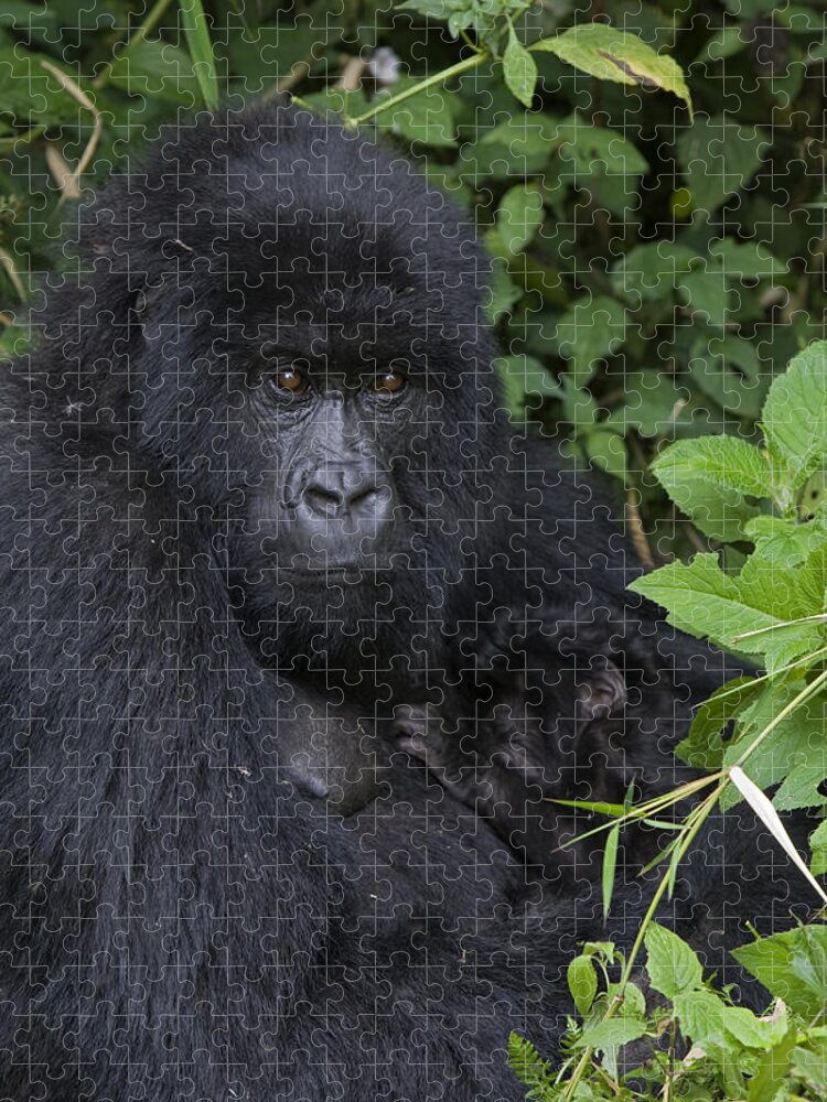 00427965 Jigsaw Puzzle featuring the photograph Mountain Gorilla Mother And Infant Parc by Suzi Eszterhas
