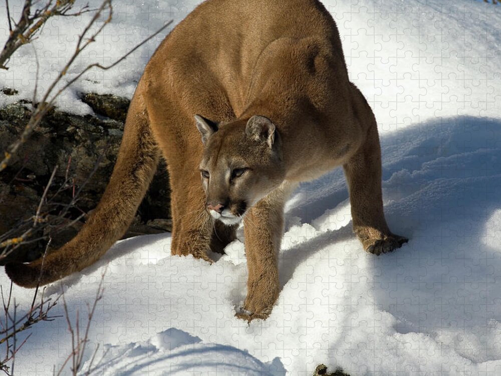 Mp Jigsaw Puzzle featuring the photograph Mountain Lion Puma Concolor by Matthias Breiter