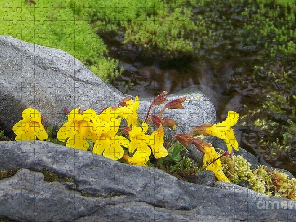 Mountain Monkey Flower Jigsaw Puzzle featuring the photograph Mountain Monkey Flower by Charles Robinson