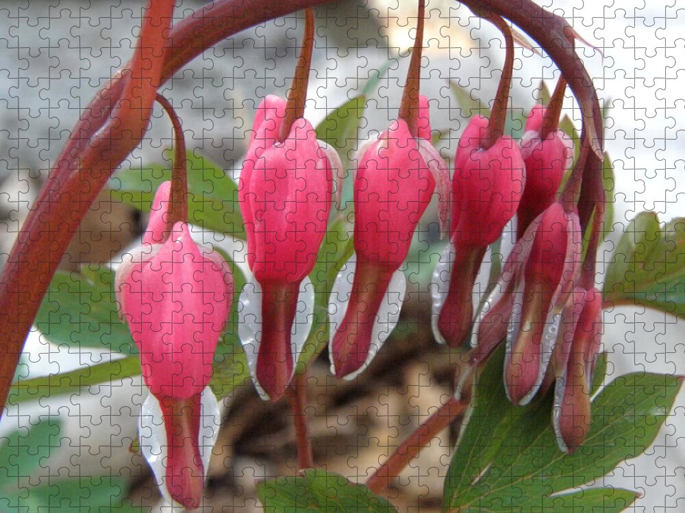 Bleeding Hearts Jigsaw Puzzle featuring the photograph My Heart Bleeds For You by Kim Galluzzo
