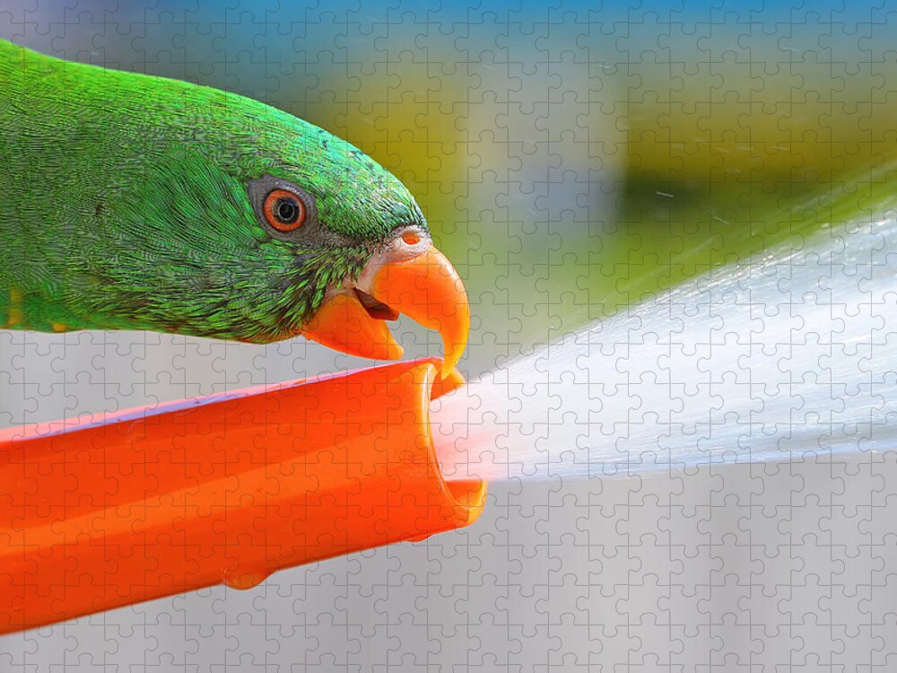 Birds Australia Jigsaw Puzzle featuring the photograph My hose 02 by Kevin Chippindall