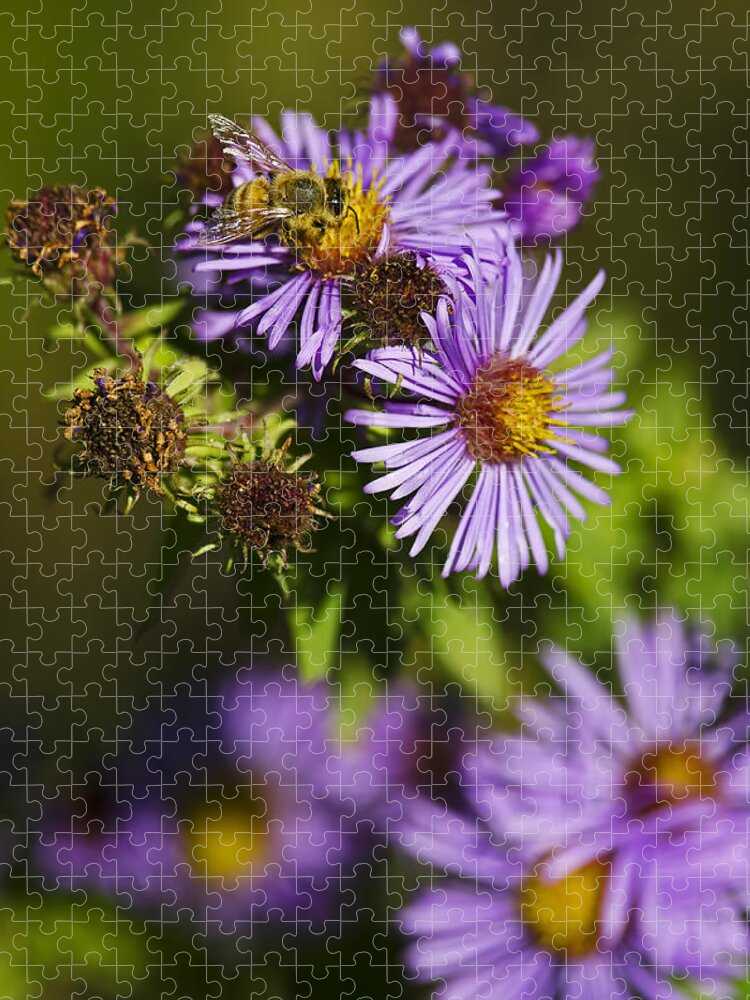 Bee Jigsaw Puzzle featuring the photograph Nectar Gathering by JT Lewis