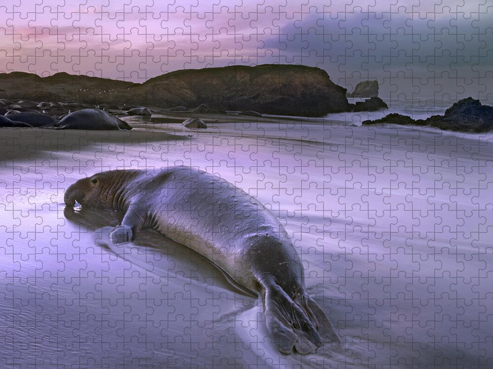 00176632 Jigsaw Puzzle featuring the photograph Northern Elephant Seal Bull Laying by Tim Fitzharris