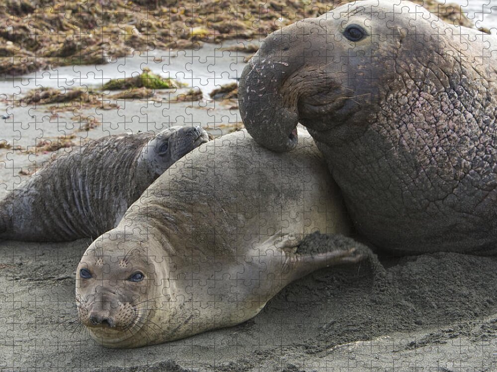 00429894 Jigsaw Puzzle featuring the photograph Northern Elephant Seal Male Attempting by Suzi Eszterhas