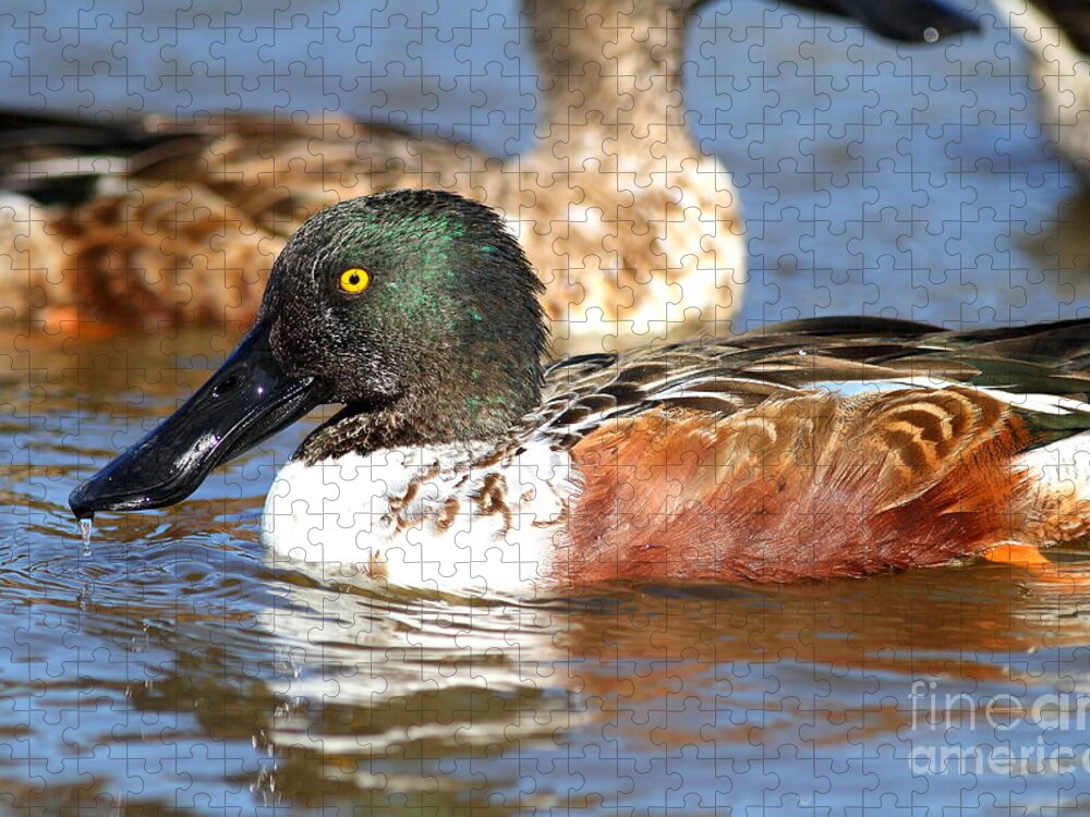 Bird Jigsaw Puzzle featuring the photograph Northern Shoveler Duck . 7D8664 by Wingsdomain Art and Photography