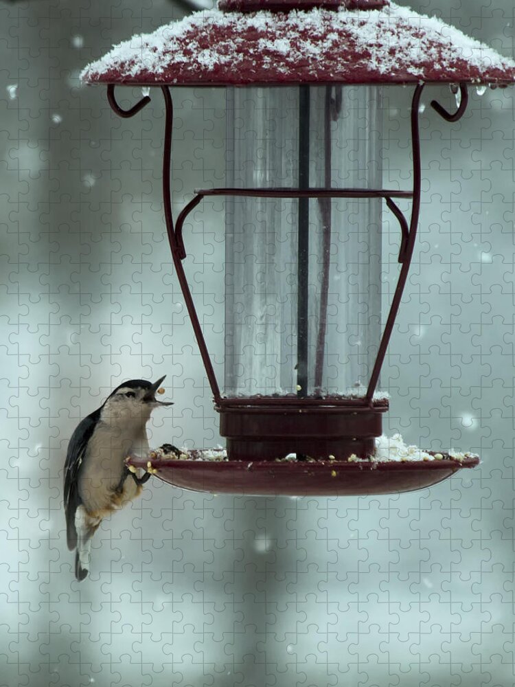 Bird Jigsaw Puzzle featuring the photograph Nuthatch Catch by Bill and Linda Tiepelman
