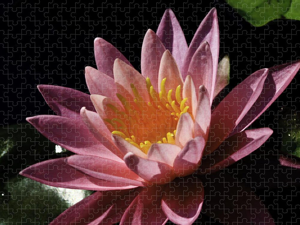 Kenilworth Aquatic Park Jigsaw Puzzle featuring the photograph Nymphaea 'Sunny Pink' by Perla Copernik