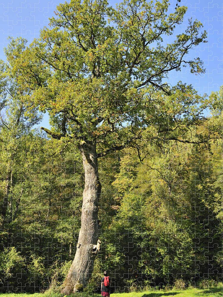 Oak Jigsaw Puzzle featuring the photograph Oak tree by Matthias Hauser