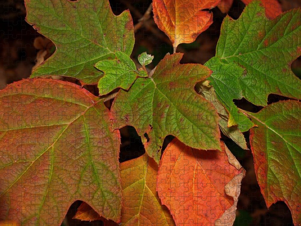 Autumn Jigsaw Puzzle featuring the photograph Oakleaf Hydrangea-1 by Charles Hite