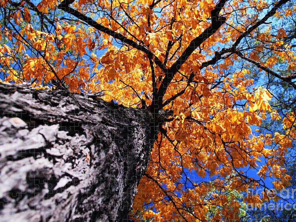 Tree Jigsaw Puzzle featuring the photograph Old elm tree in the fall by Elena Elisseeva