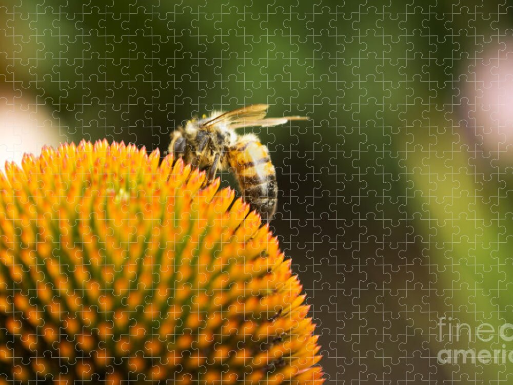 Bee Jigsaw Puzzle featuring the photograph On the Horizon by Heather Applegate
