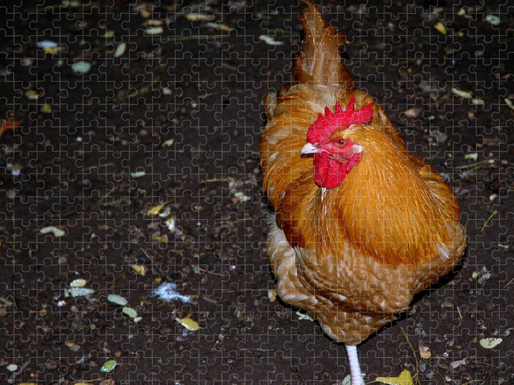 Usa Jigsaw Puzzle featuring the photograph Orange Chicken by LeeAnn McLaneGoetz McLaneGoetzStudioLLCcom