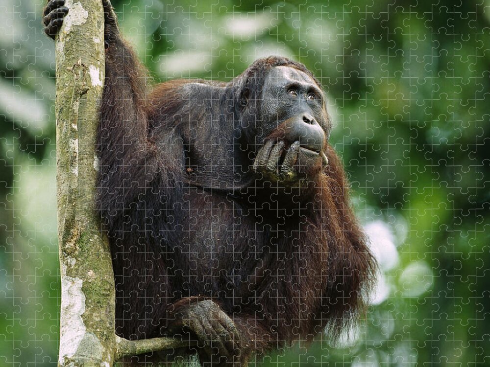 00620241 Jigsaw Puzzle featuring the photograph Orangutan Deep in Thought by Cyril Ruoso