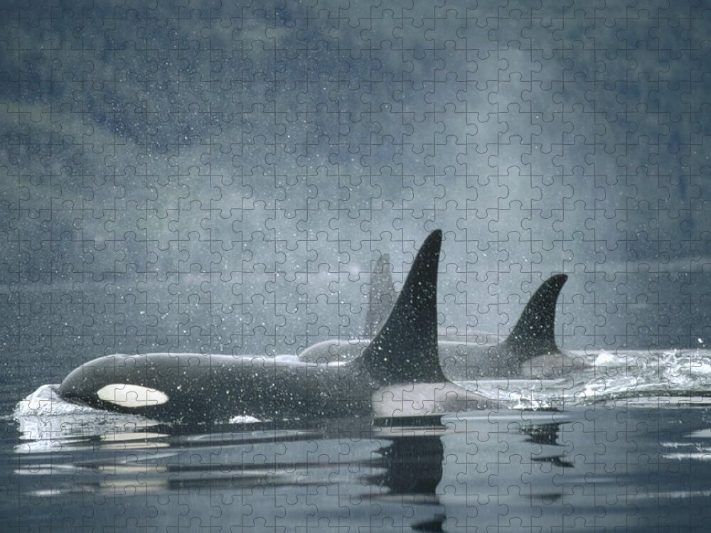 00079561 Jigsaw Puzzle featuring the photograph Orca Pod Surfacing by Flip Nicklin