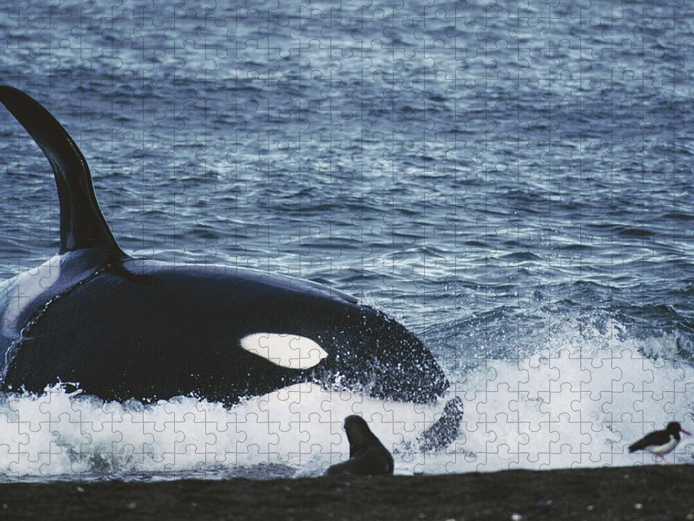 Mp Jigsaw Puzzle featuring the photograph Orca Orcinus Orca Hunting South by Hiroya Minakuchi