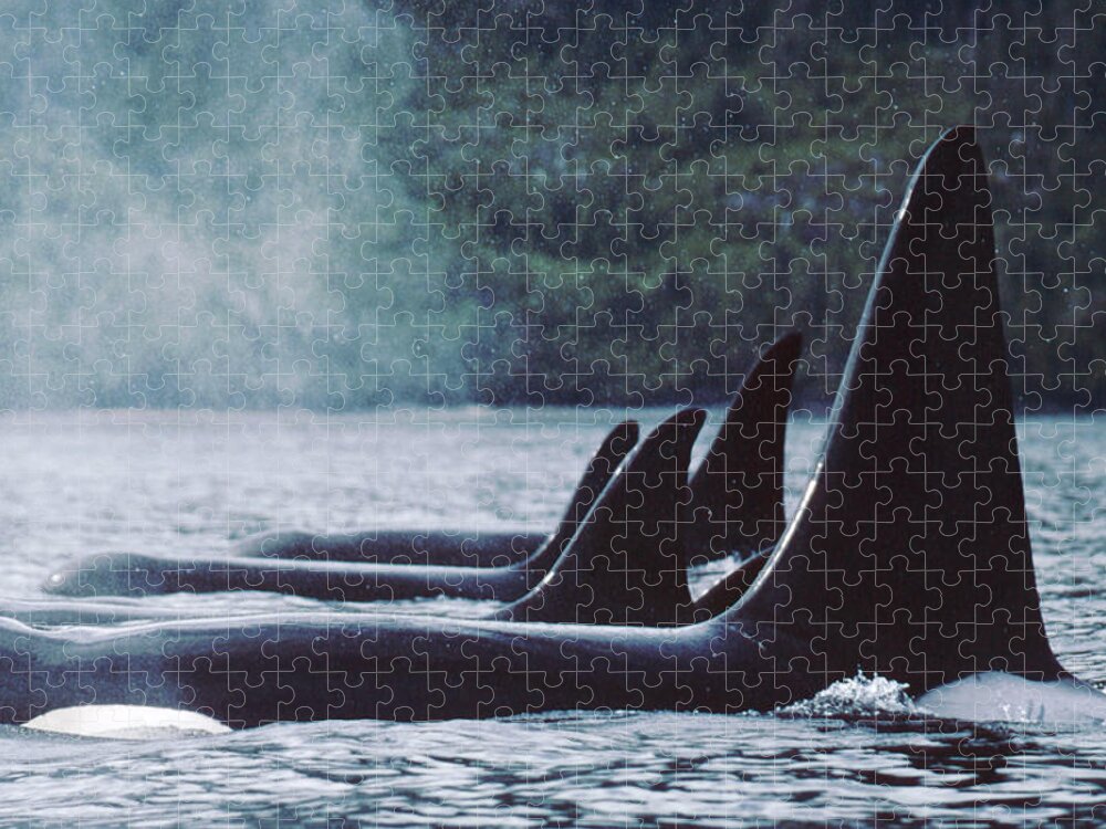 00079532 Jigsaw Puzzle featuring the photograph Orcas At Rest Johnstone Strait British by Flip Nicklin