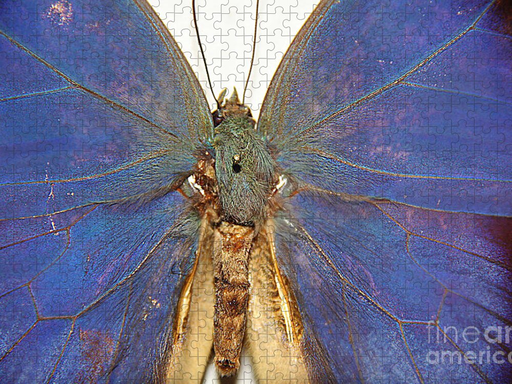 Butterfly Jigsaw Puzzle featuring the photograph Out of the Blue.. by Jolanta Anna Karolska