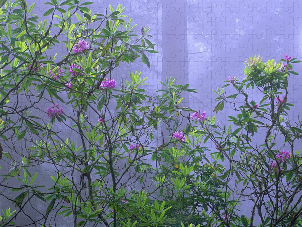 00175749 Jigsaw Puzzle featuring the photograph Pacific Rhododendron Flowering In Misty by Tim Fitzharris