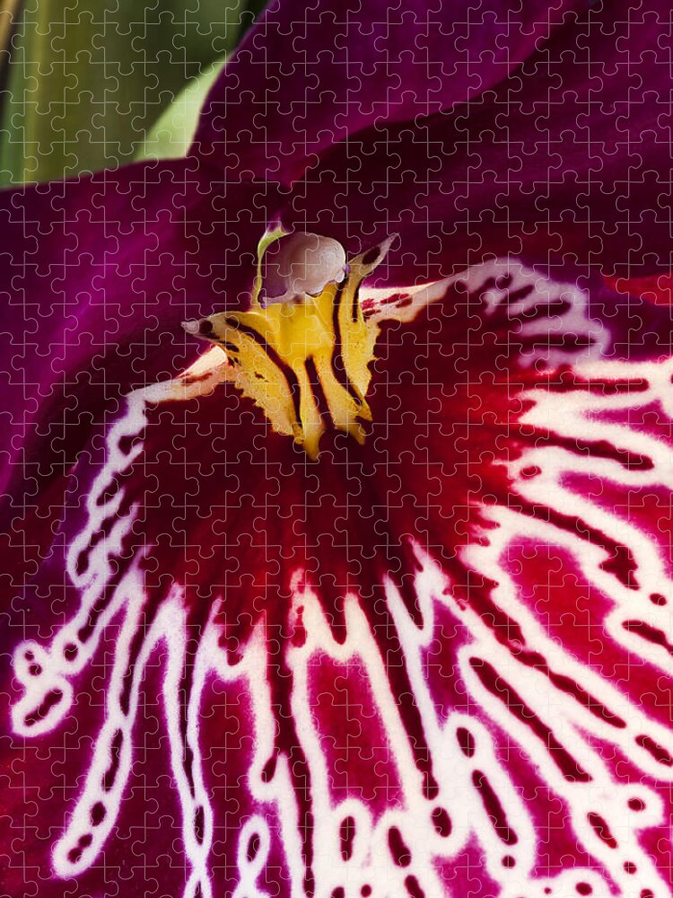 Flower Jigsaw Puzzle featuring the photograph Painted Orchid ll by Shirley Mitchell