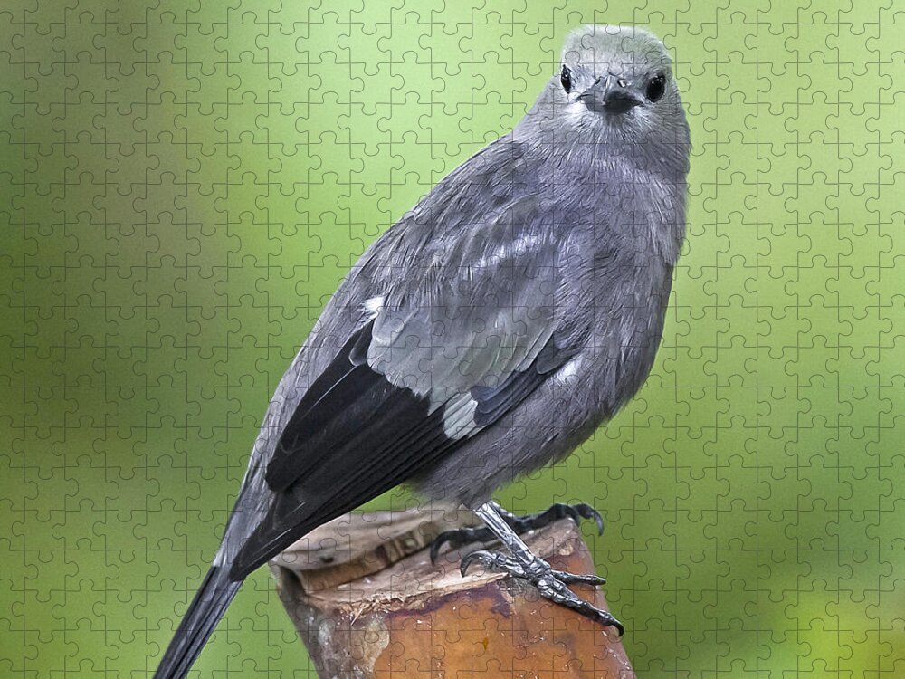Animal Jigsaw Puzzle featuring the photograph Palm Tanager by Jean-Luc Baron
