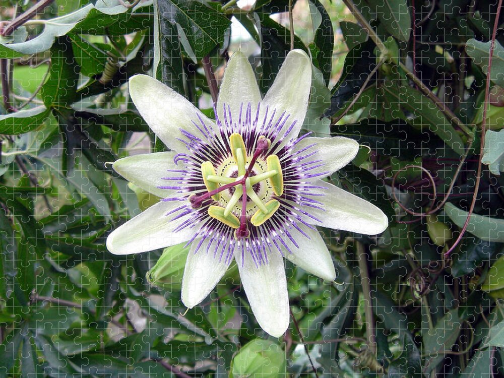 Plant Jigsaw Puzzle featuring the photograph Passion Flower by Rod Johnson