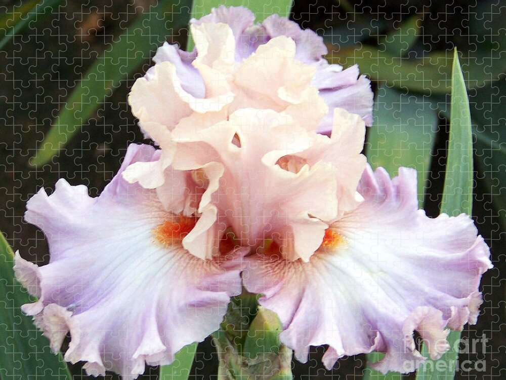 Iris Jigsaw Puzzle featuring the photograph Pastel Variations by Dorrene BrownButterfield