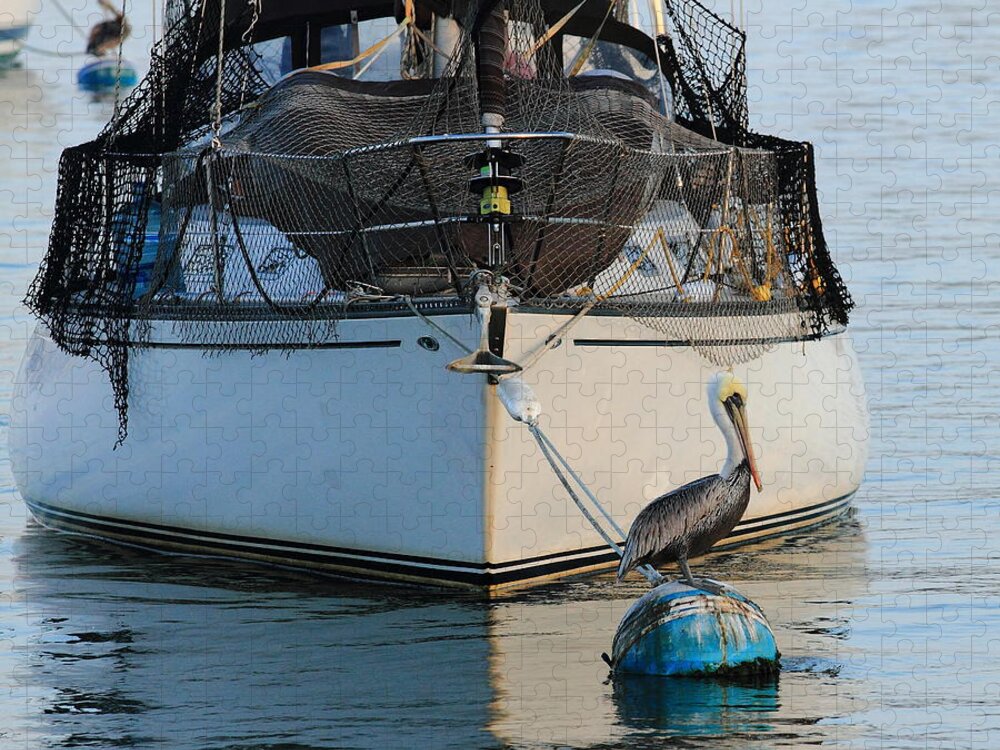 Boat Jigsaw Puzzle featuring the photograph Pelican Pose by Coby Cooper
