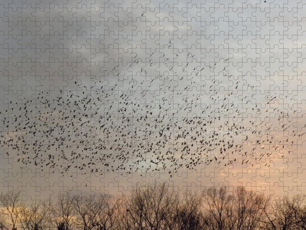 Black Birds Jigsaw Puzzle featuring the photograph Perfect Formation by Kim Galluzzo