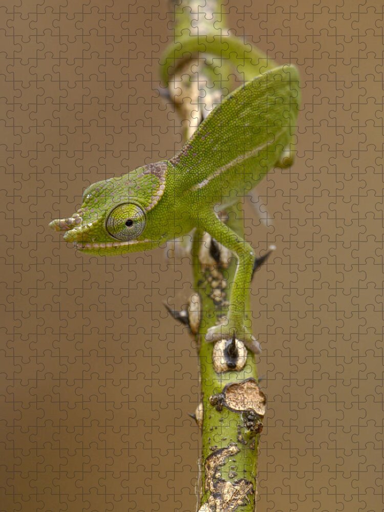 Mp Jigsaw Puzzle featuring the photograph Petters Chameleon Furcifer Petteri by Pete Oxford