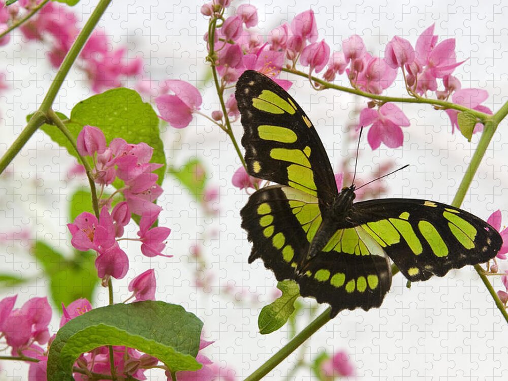 Malachite Butterfly Jigsaw Puzzle featuring the photograph Pink and Green by Max Waugh