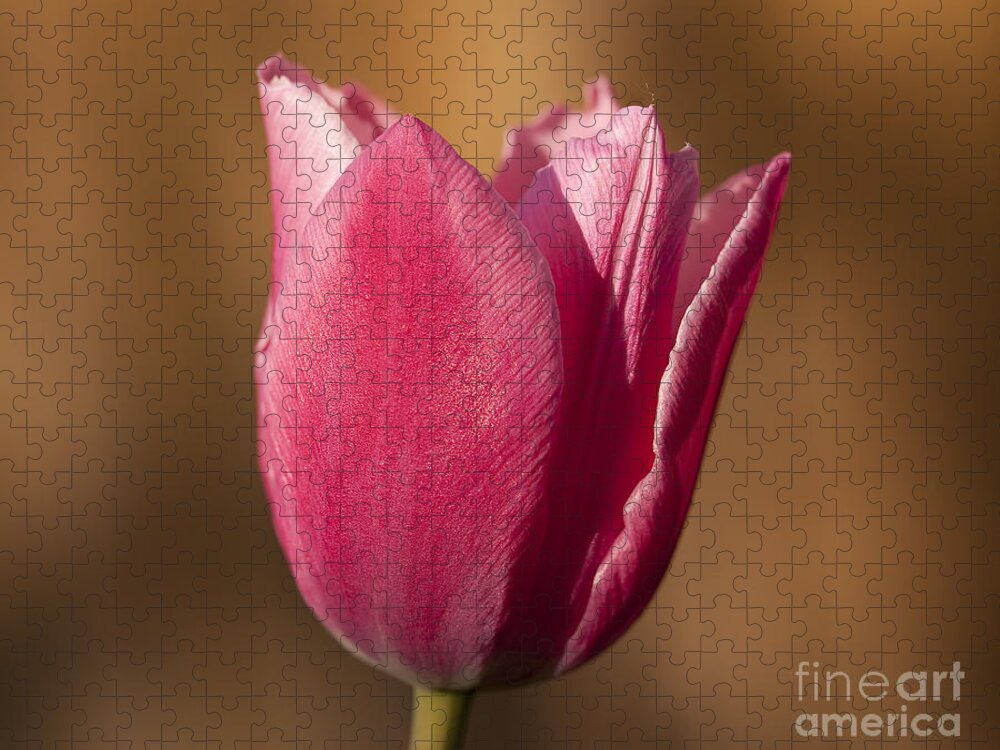 Pink Jigsaw Puzzle featuring the photograph Pink by Eunice Gibb