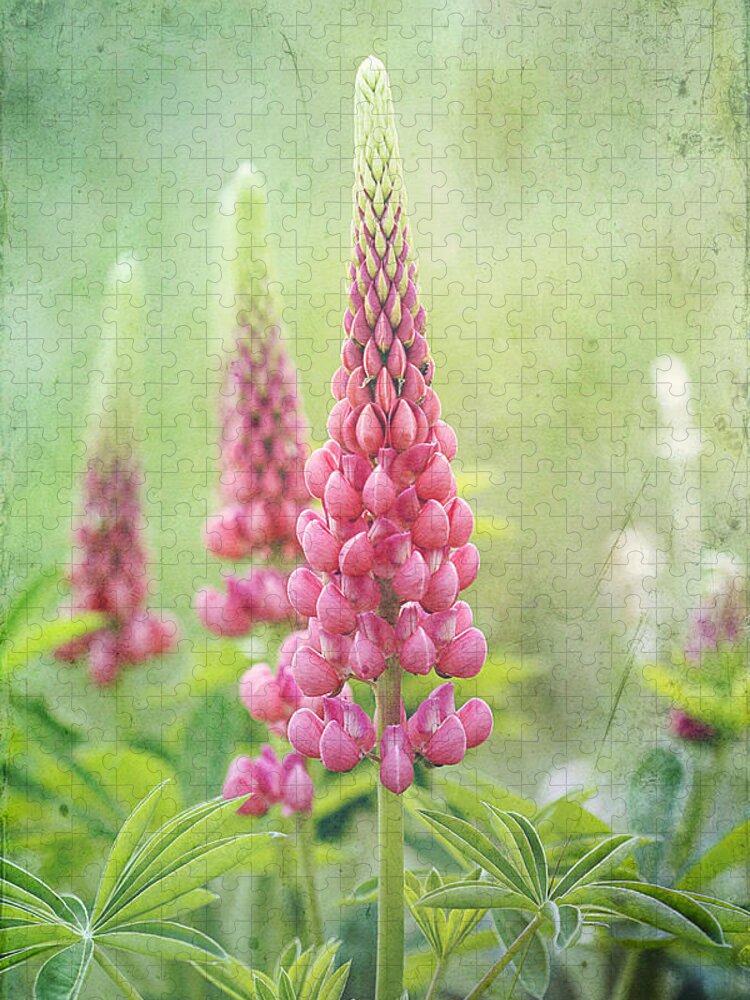 Lupine Jigsaw Puzzle featuring the photograph Pink Lupine by Cindi Ressler
